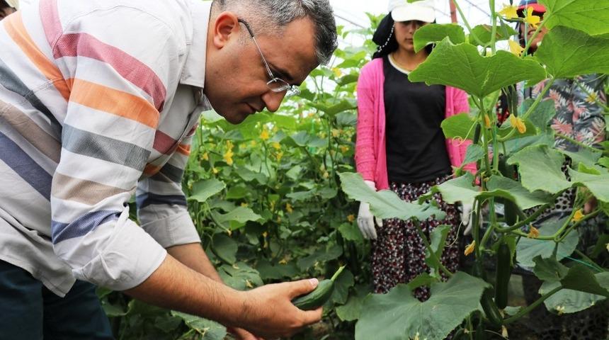 Gevaş&rsquo;ta sebze &uuml;retimi