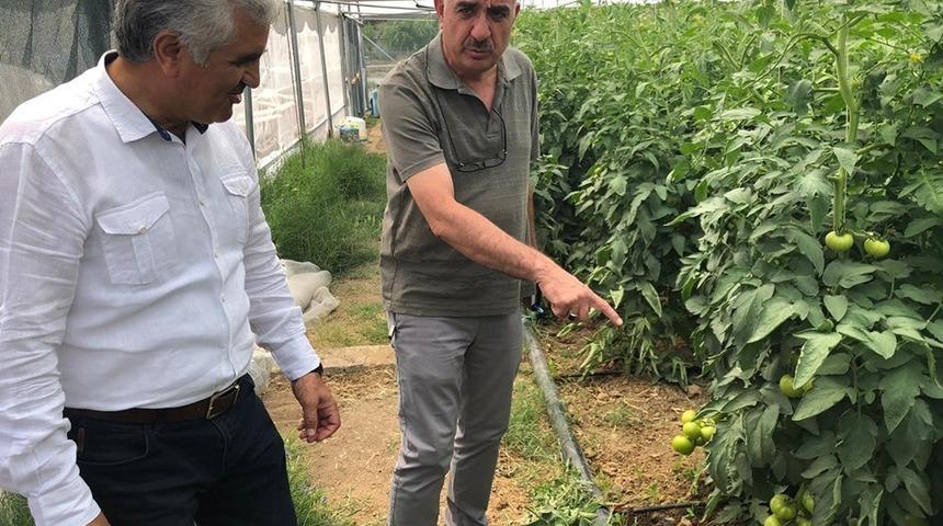Erzincan &Uuml;z&uuml;ml&uuml;&rsquo;de kurulan seralar &uuml;r&uuml;n vermeye başladı