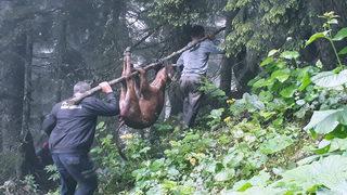 Kurt saldırılarının arttığı köyde tedirginlik! 