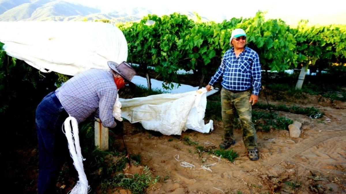 Sarıg&ouml;l&rsquo;de &uuml;z&uuml;m bağları &ouml;rt&uuml;nmeye başladı