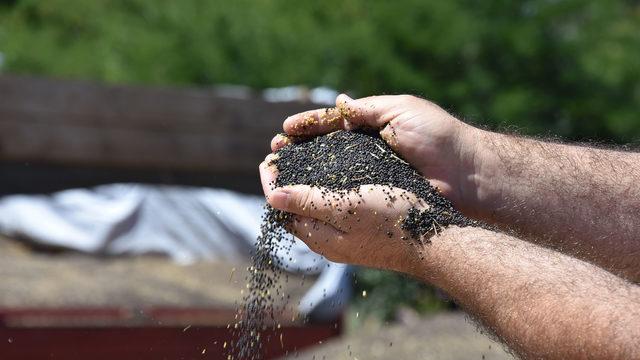 İnegöl'de kanola hasadına başlandı