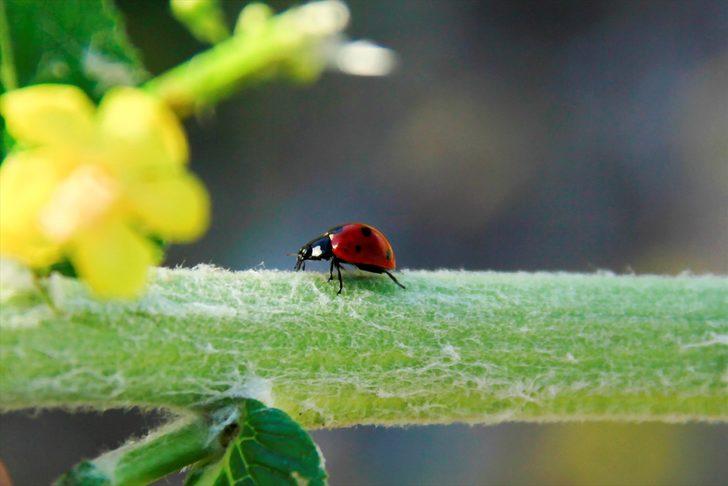Munzur Vadisi'nin renkli misafirleri G2
