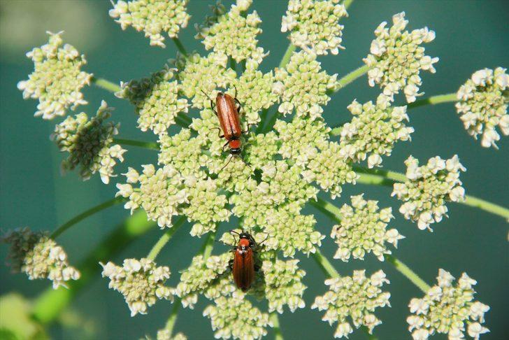Munzur Vadisi'nin renkli misafirleri G3