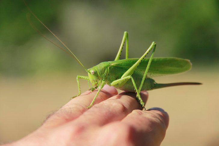 Munzur Vadisi'nin renkli misafirleri G4