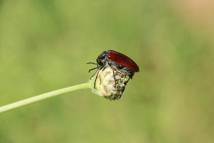 Munzur Vadisi'nin renkli misafirleri G5