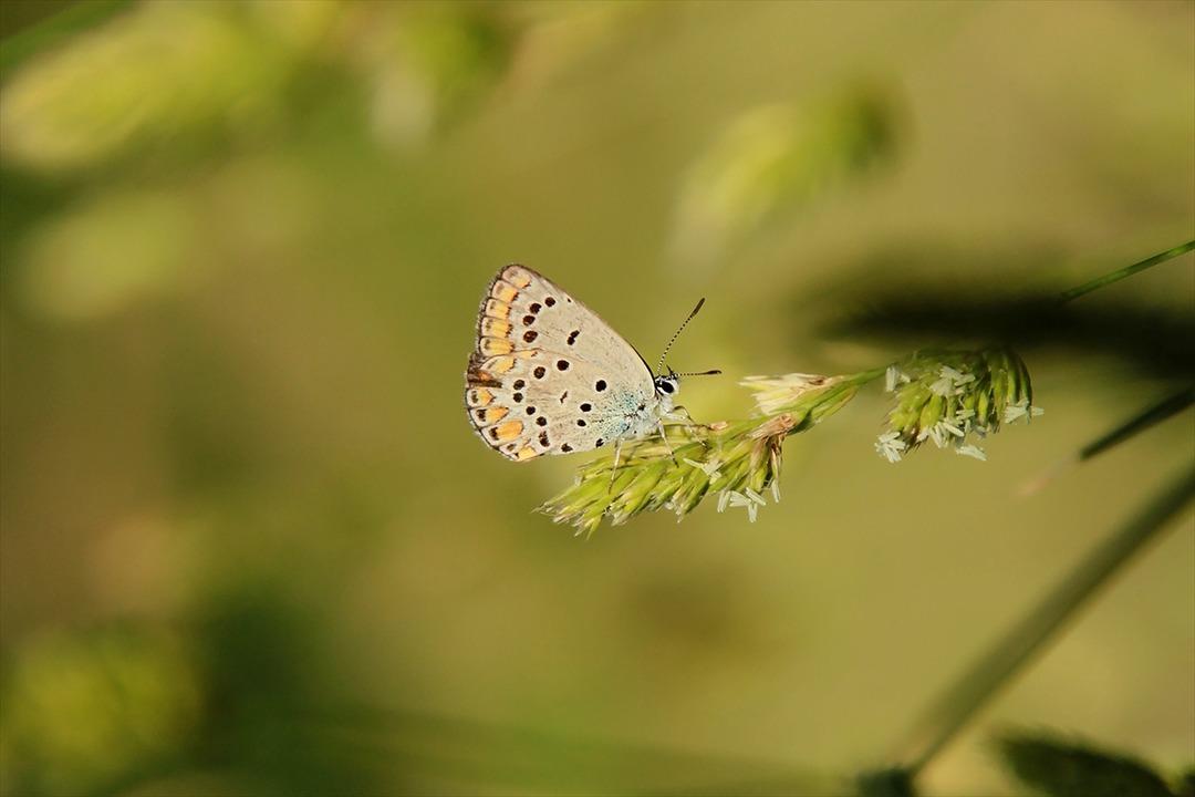 Munzur Vadisi'nin renkli misafirleri