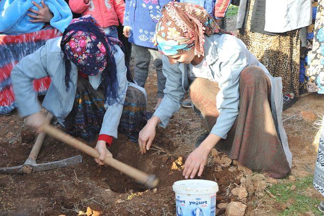 Mardin'in ata tohumları, Suriyeli mültecileri iş sahibi yaptı