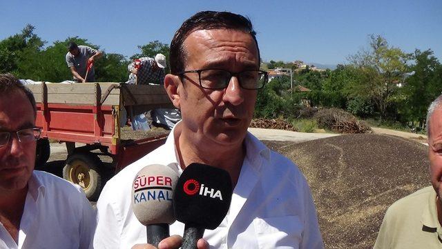 İneg&ouml;l&rsquo;de kanola hasadı başladı 3