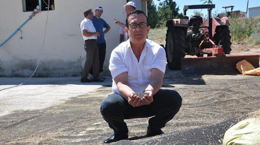 İneg&ouml;l&rsquo;de kanola hasadı başladı