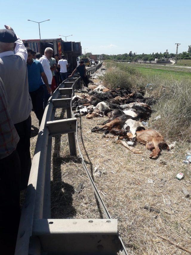 Tır dorsesi devrildi, onlarca küçükbaş hayvan telef oldu