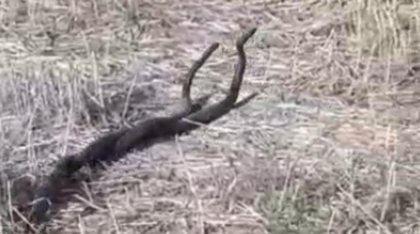 Yılanların dansı b&ouml;yle g&ouml;r&uuml;nt&uuml;lendi