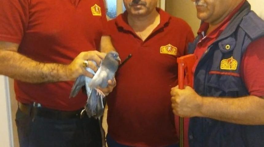 Mahsur kalan g&uuml;vercini itfaiye ekipleri kurtardı