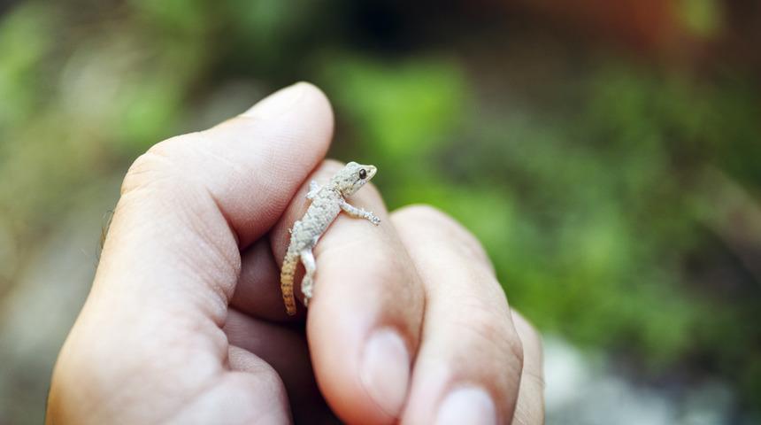 İddiaya girip kertenkeleyi yedi, 10 gün sonra...