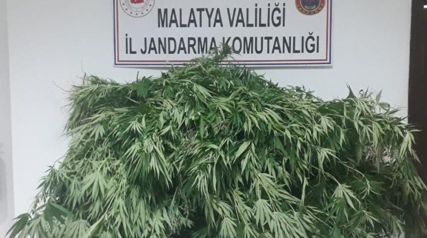 Akçadağ’da kenevir operasyonu