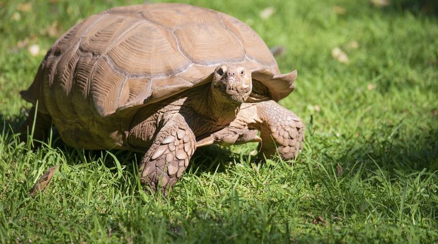 Kaplumbağalar için yardım çağrısı: Eski sütyenlerinizi bize gönderin!