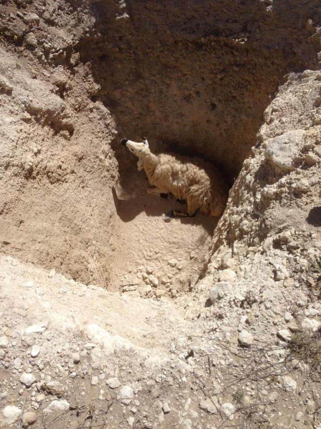 Kayıp engelli &ccedil;ocuk aranırken &ccedil;ukura d&uuml;şen koyun kurtarıldı 1