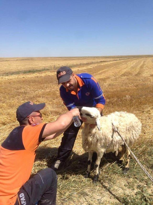 Kayıp engelli &ccedil;ocuk aranırken &ccedil;ukura d&uuml;şen koyun kurtarıldı 2