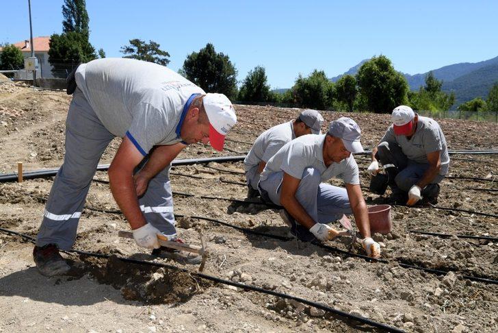 Konyaaltı’nda adım adım Fasulye Şenliğine G1