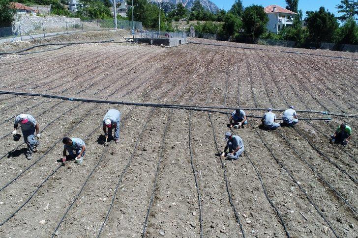 Konyaaltı’nda adım adım Fasulye Şenliğine G2