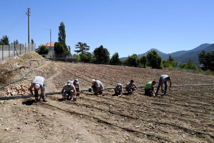 Konyaaltı’nda adım adım Fasulye Şenliğine G5