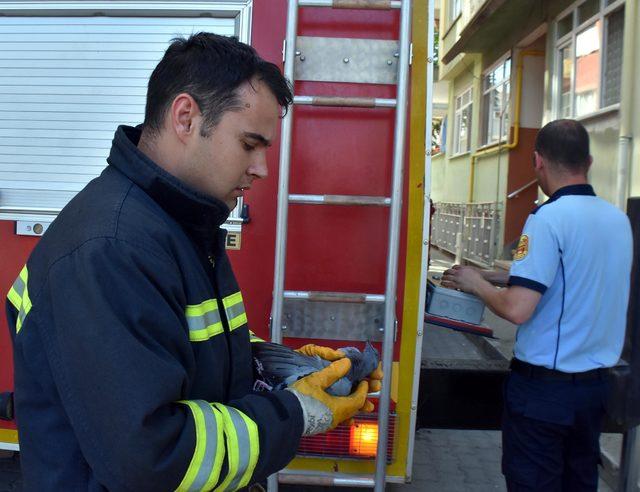 İtfaiyecinin kalp masajı yaptığı güvercin kurtarılamadı