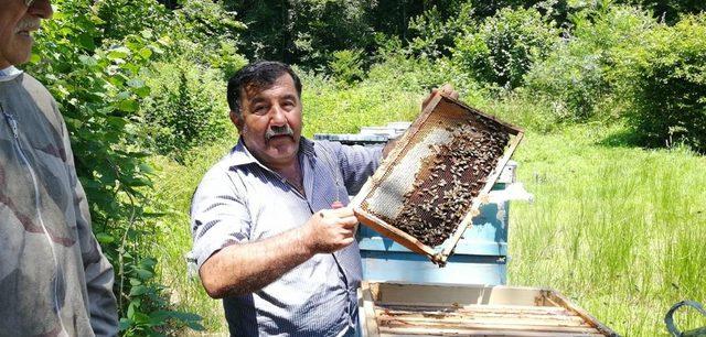 Düzce’de Kestane Balı hasadı başladı