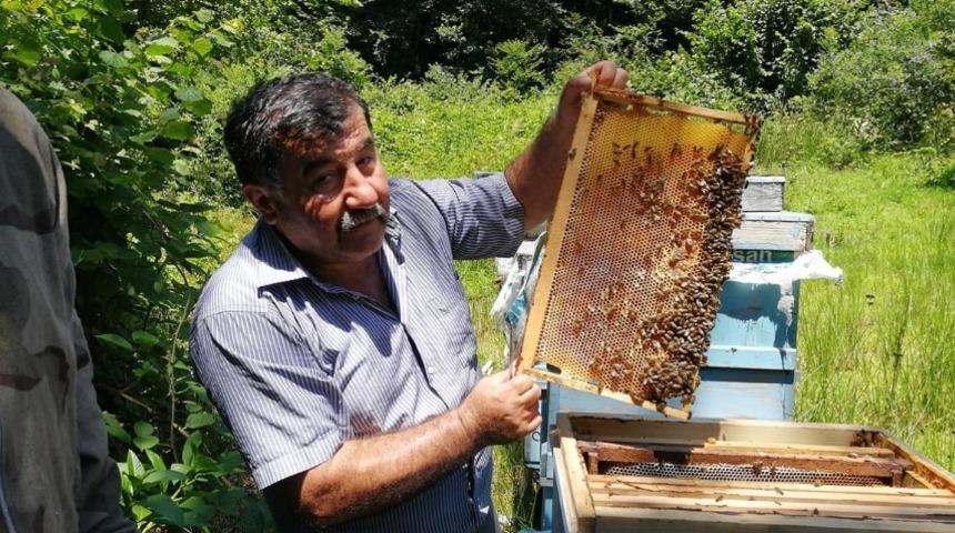 Düzce’de Kestane Balı hasadı başladı