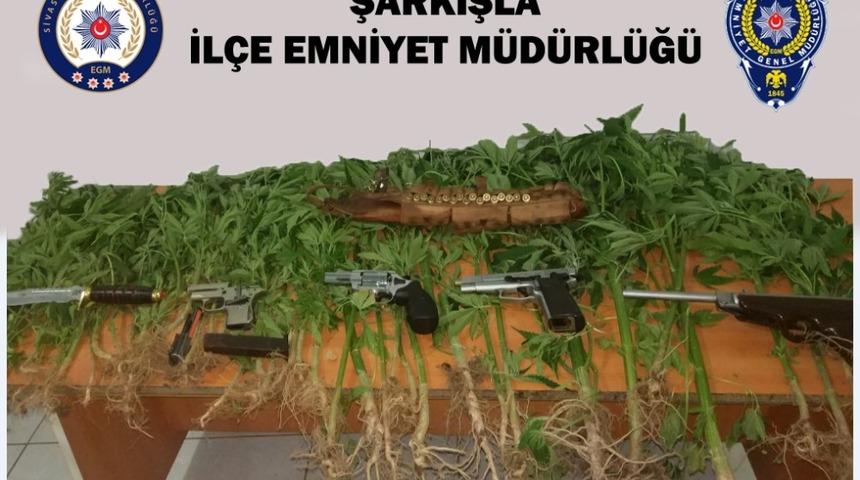 Şarkışla&rsquo;da 59 k&ouml;k Hint keneviri ele ge&ccedil;irildi