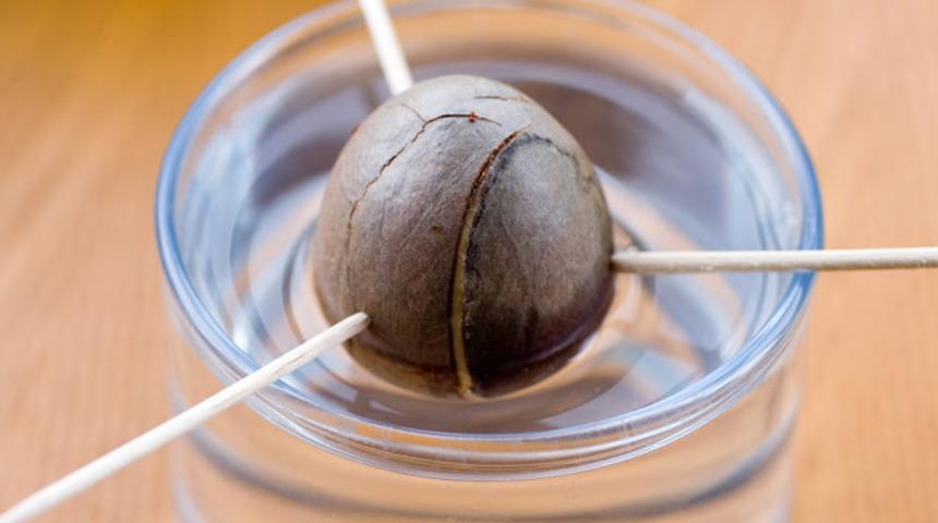 Çekirdeği bile şifalı! Avokado çekirdeğini çöpe atmamanız için 7 harika neden