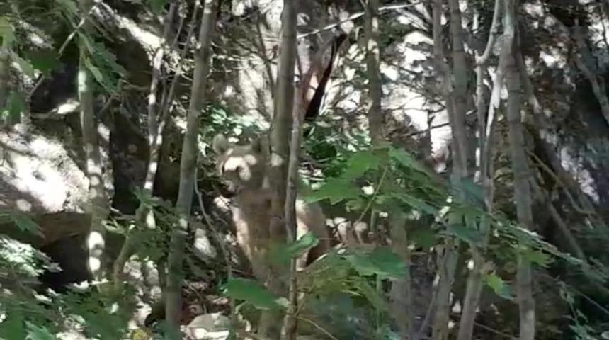 Nemrut Krater G&ouml;l&uuml;&rsquo;nde boz ayı g&ouml;r&uuml;nt&uuml;lendi