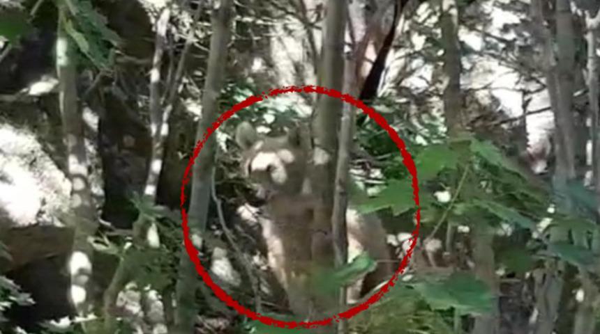 Nemrut Krater G&ouml;l&uuml;&rsquo;nde boz ayı g&ouml;r&uuml;nt&uuml;lendi