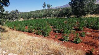 Son dakika... Diyarbakır'da büyük operasyon!