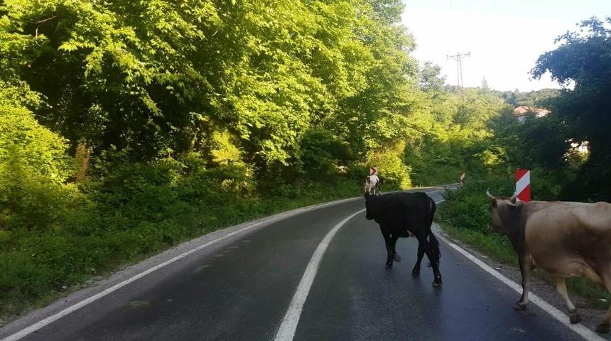 Karayolunda başıboş hayvanlar trafiği tehlikeye d&uuml;ş&uuml;r&uuml;yor