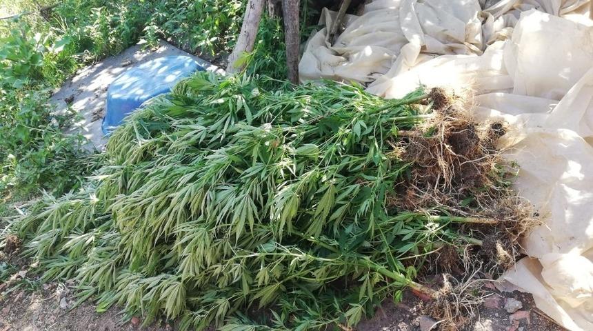 Bah&ccedil;esinde 112 k&ouml;k Hint keneviri ele ge&ccedil;irilen şahıs serbest