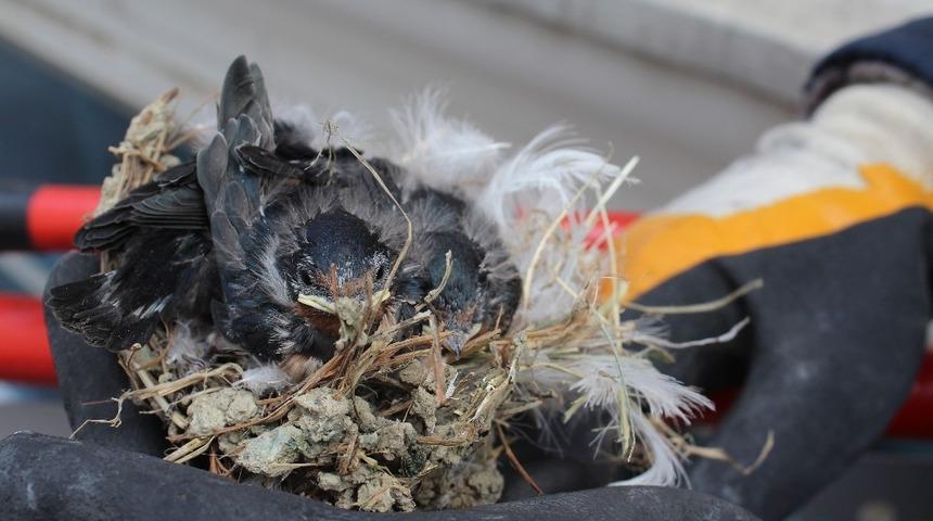 Kuşun yuvasını esnafın dikkati kurtardı