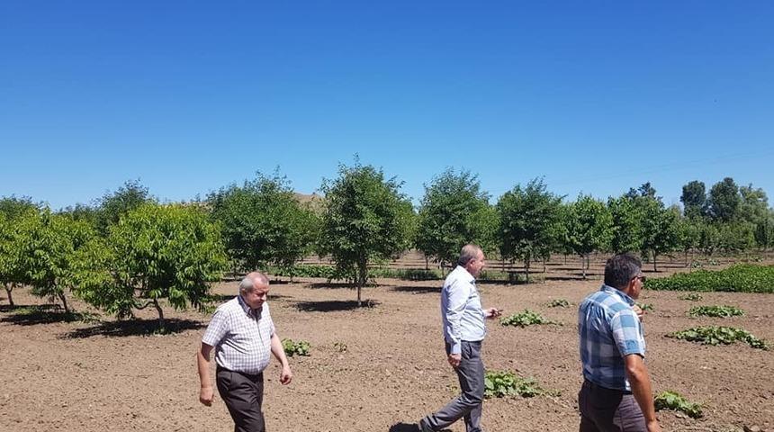 &Ouml;rnek meyve bah&ccedil;esi&rsquo;nde ilk hasat