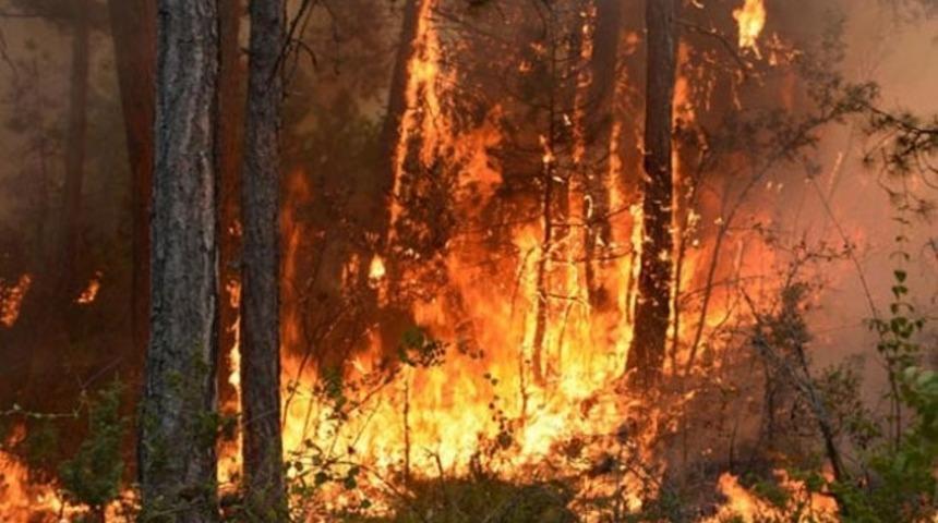 Bilecik&rsquo;te ormanlık alanda yangın