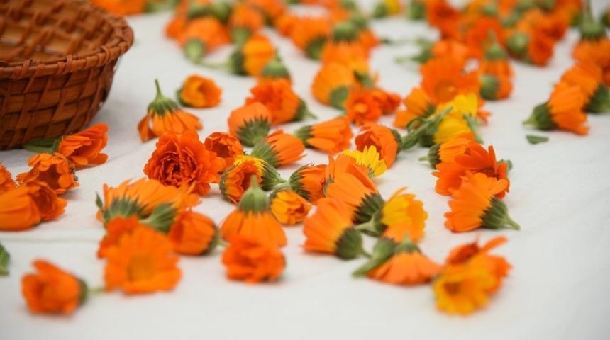 Tıbbi bitki toplama eğitimleri başladı