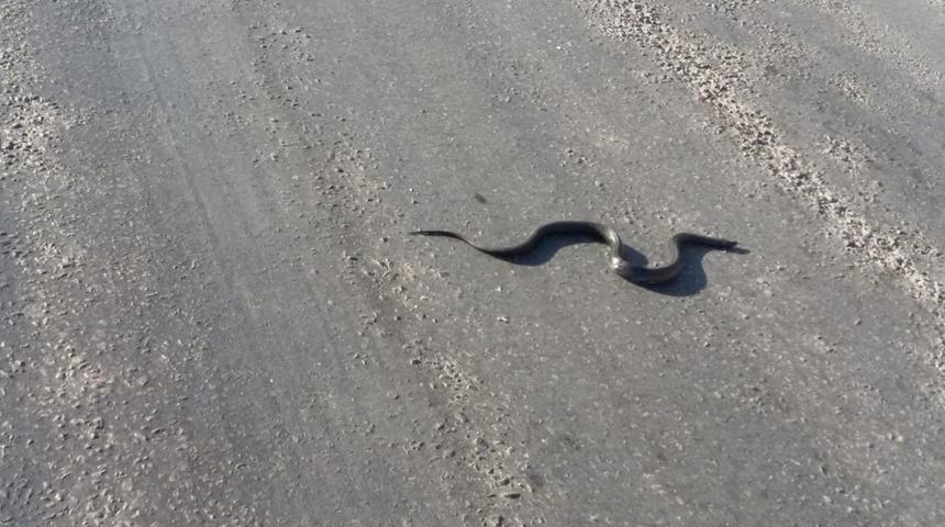 Burhaniye&rsquo;de apartmana giren yılanı itfaiye &ccedil;ıkardı