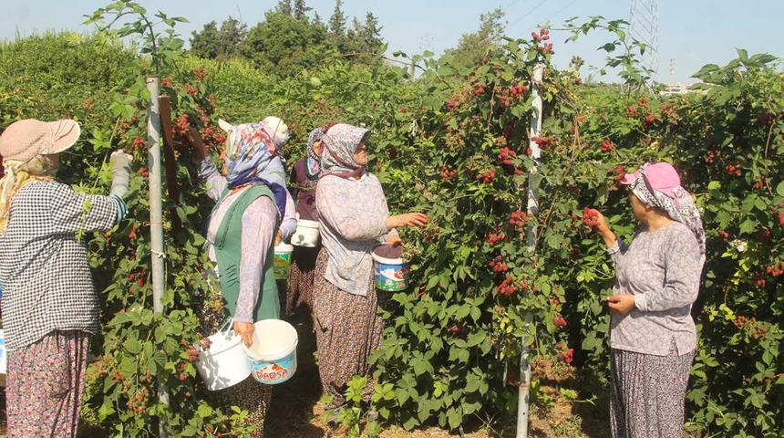 Silifke’de böğürtlen hasadı başladı