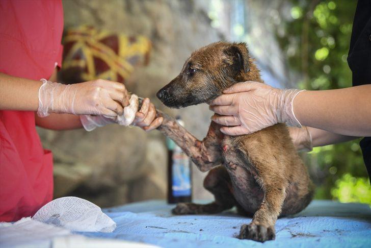 Canını kurtarmak isterken asfalta yapıştı! G1