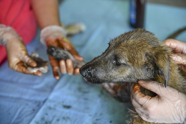 Canını kurtarmak isterken asfalta yapıştı! G2