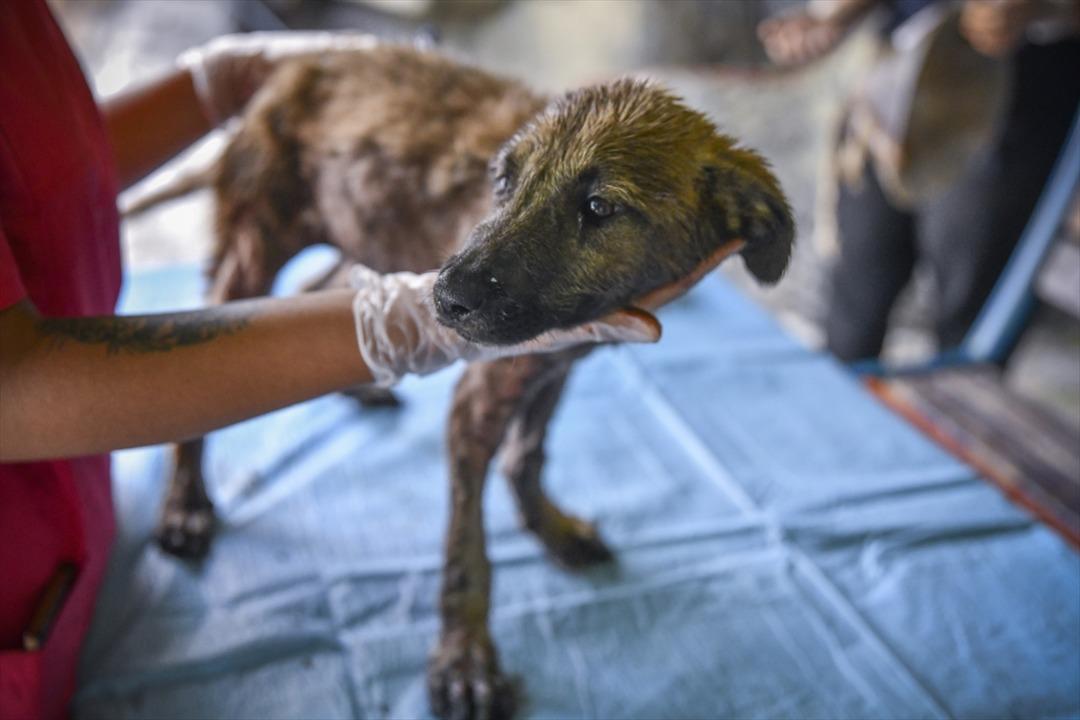 Canını kurtarmak isterken asfalta yapıştı!