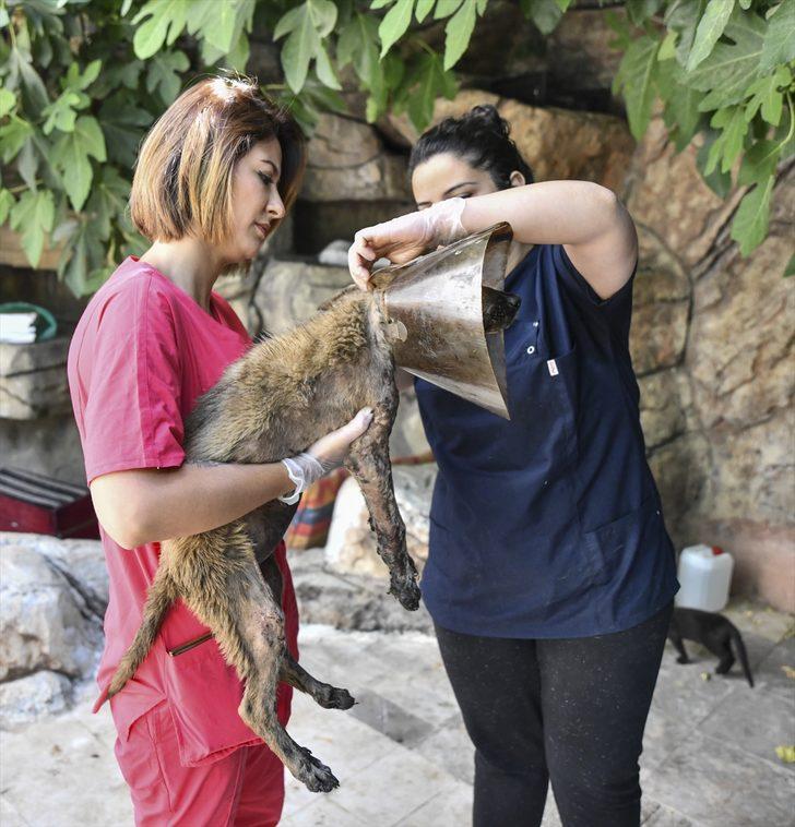 Canını kurtarmak isterken asfalta yapıştı! G4