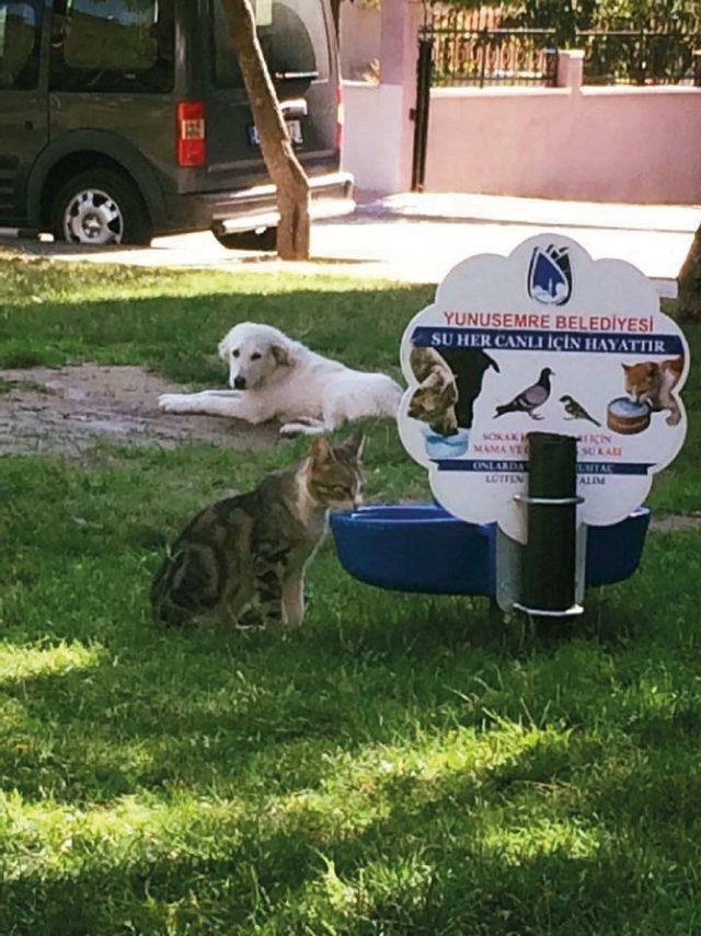 Yunusemre yaz aylarında sokak hayvanlarını unutmadı