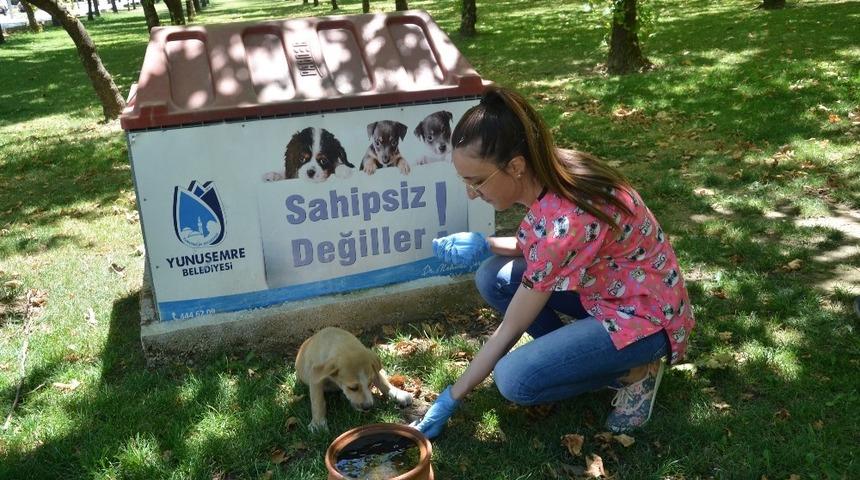 Yunusemre yaz aylarında sokak hayvanlarını unutmadı