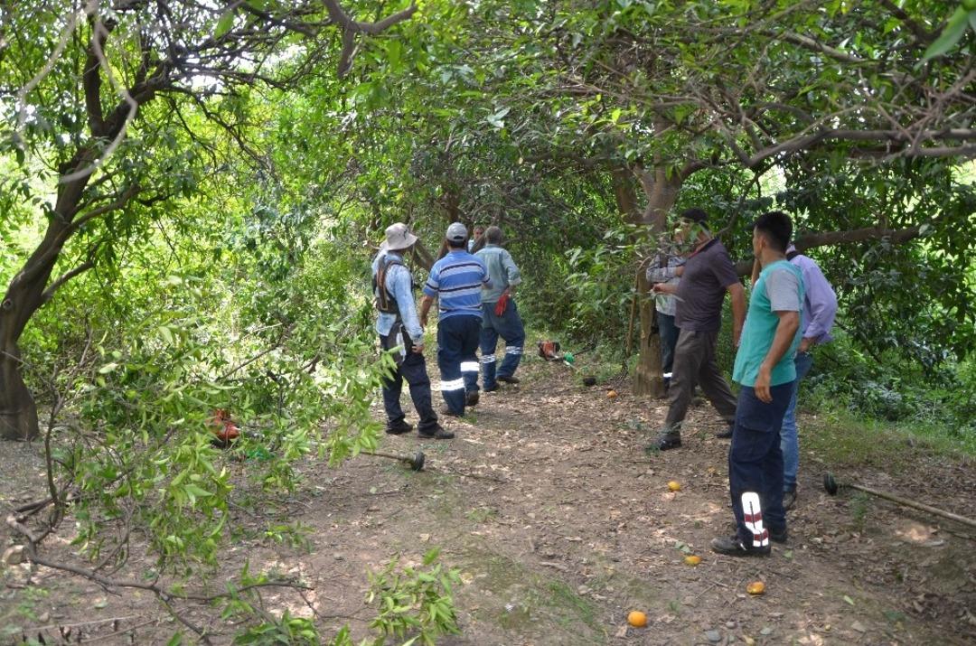 Portakal bah&ccedil;esinde temizlik yaparken kenevir buldular