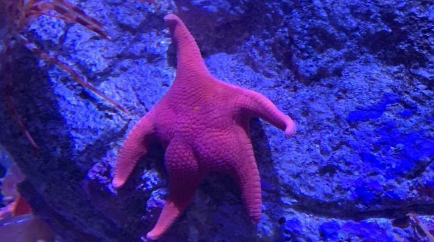 G&ouml;renler şaştı kaldı! Deniz yıldızlarının kal&ccedil;ası mı var?