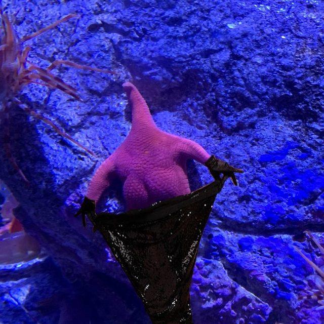 patrick-starfish-photoshop-battle-5d1b004b56c5f__700