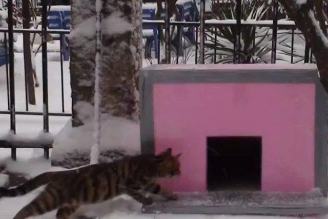 Kadıköy’de kedi evi cinayeti iddası: Emniyet açıklama yaptı 1